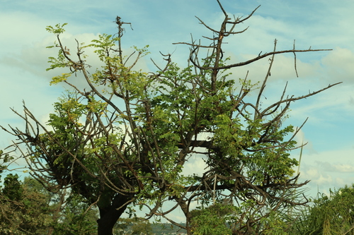 Stryphnodendron adstringens