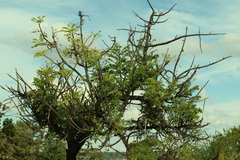 Stryphnodendron adstringens
