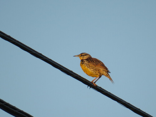 Meadowlark
