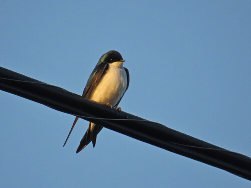 Tree Swallow