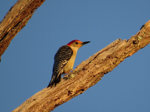Red-bellied Woodpecker