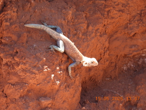Bibron's Agama