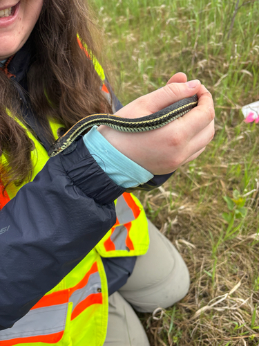 Plains Garter Snake