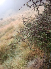 (c) Joe Potter Butler, some rights reserved (CC BY) Coprosma wallii, photograph (c) Joe Potter Butler, some rights reserved (CC BY)