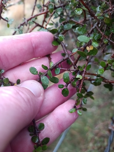 Coprosma wallii, photograph 2