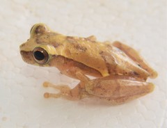 Dendropsophus brevifrons