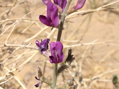 Astragalus lentiginosus borreganus