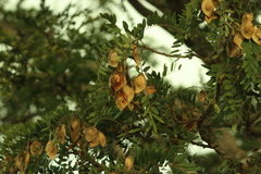 Pterodon emarginatus, photograph (c) Wallace Carneiro Almeida, some rights reserved (CC BY-SA)