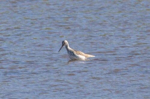 iNaturalist image