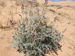 Astragalus lentiginosus borreganus