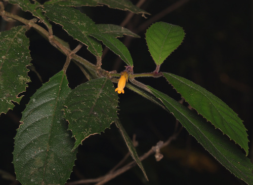 Coronanthera observed 2026-05-28