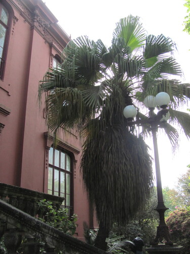 Livistona chinensis iNat (3)