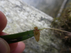 Pleurothallis ensata