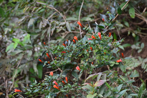 Firecracker Vine