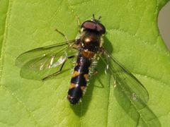 Meligramma triangulifera