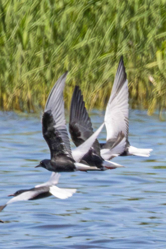 iNaturalist image