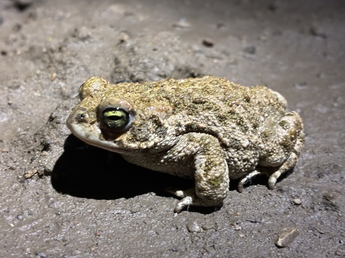 Natterjack Toad