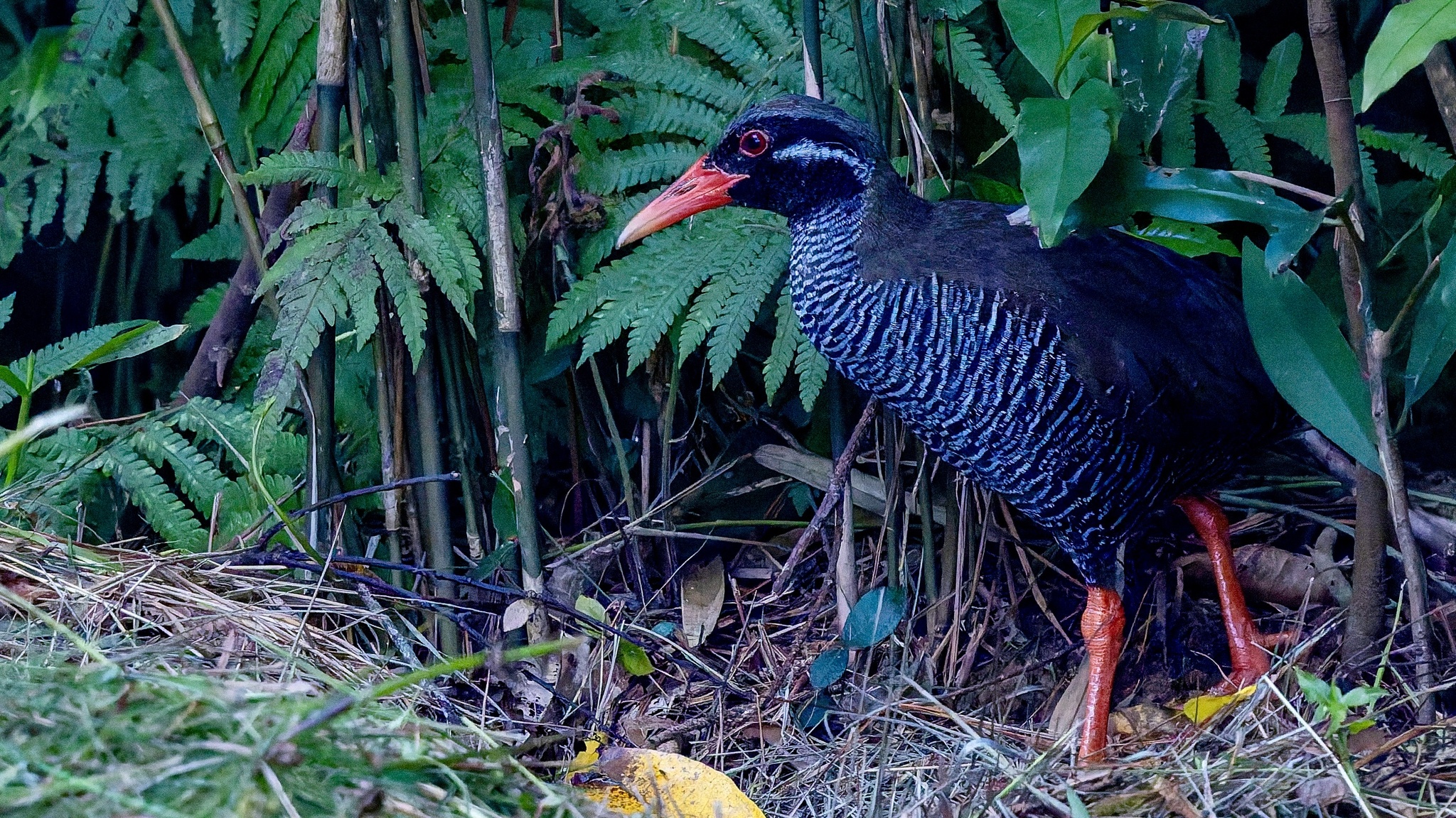 Okinawa Rail (Gallirallus okinawae), photo 2