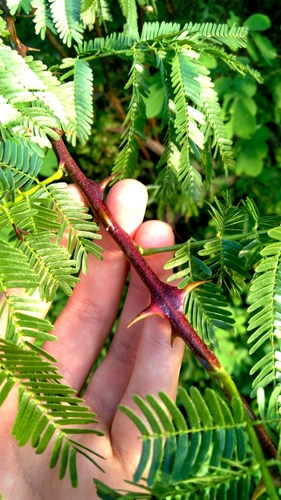 Mimosa tenuiflora, photograph 1