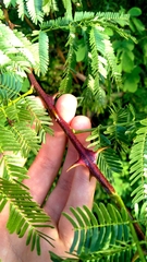 Mimosa tenuiflora