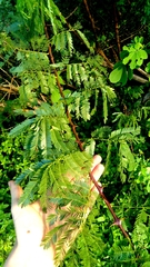 Mimosa tenuiflora, photograph (c) cristianol1456, some rights reserved (CC BY-SA)