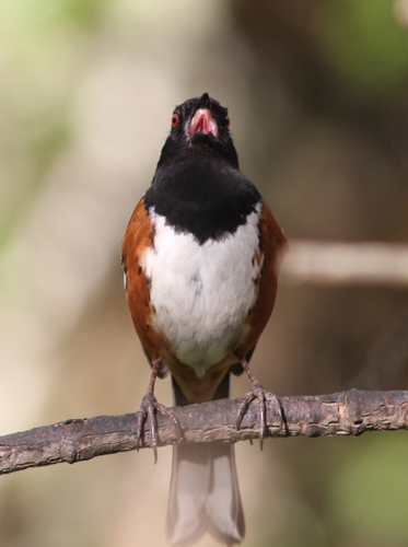 Spotted Towhee
