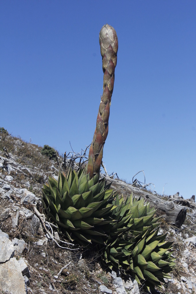 Agave montana, Cerro del Potosí, Galeana; Nuevo León