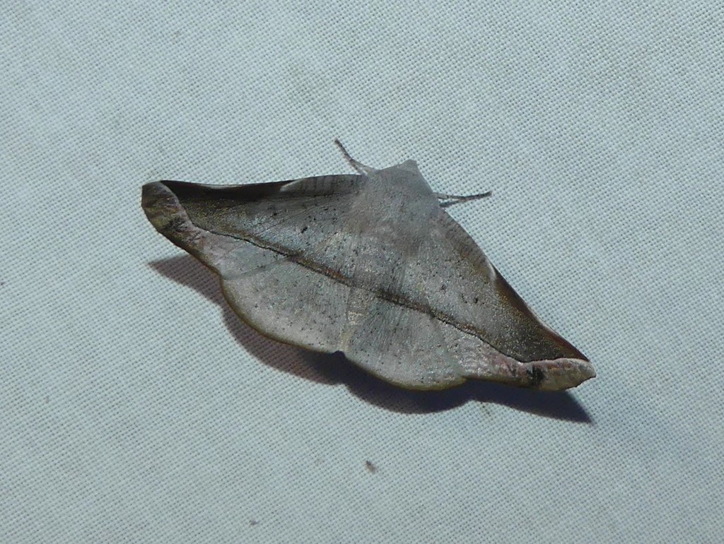 Oenochroma lissoscia