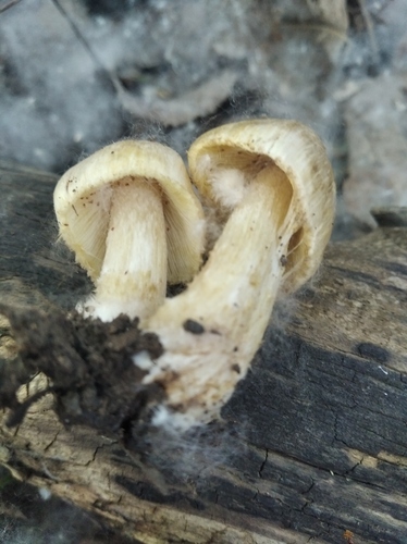 Fiber Caps / Split Caps