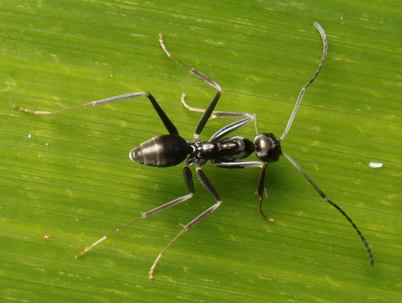 Leptomyrmex dolichoscapus