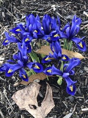 Iris reticulata