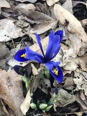 Iris reticulata