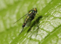 Condylostylus caudatus