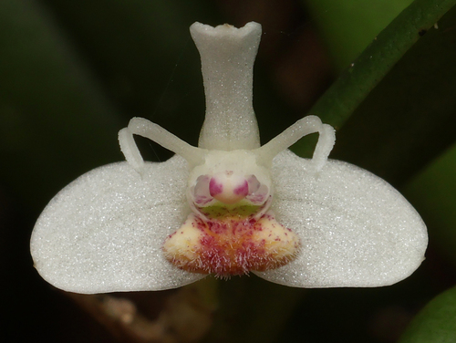 Dendrobium taylorii, photograph 5