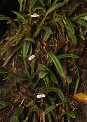 Dendrobium taylorii, photograph (c) Lachlan Copeland, some rights reserved (CC BY-SA)