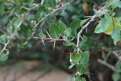 Scolopia zeyheri, photograph (c) Tony Rebelo, some rights reserved (CC BY-SA)