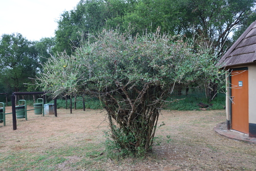 Scolopia zeyheri, photograph 3