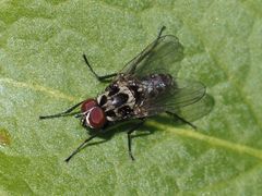 Anthomyia procellaris