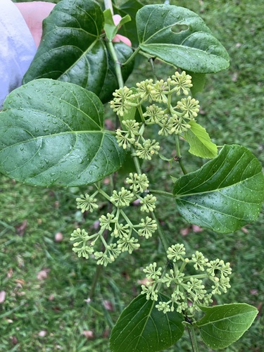 Cissus verticillata