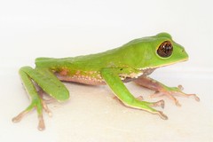 Phyllomedusa tarsius