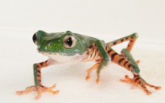 Callimedusa tomopterna