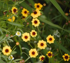 Thelesperma filifolium