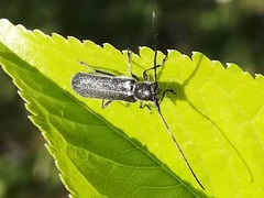 Stenostola ferrea