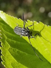 Stenostola ferrea