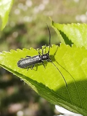 Stenostola ferrea