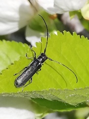 Stenostola ferrea