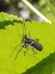 Stenostola ferrea