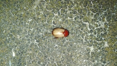 Cyclocephala melanocephala