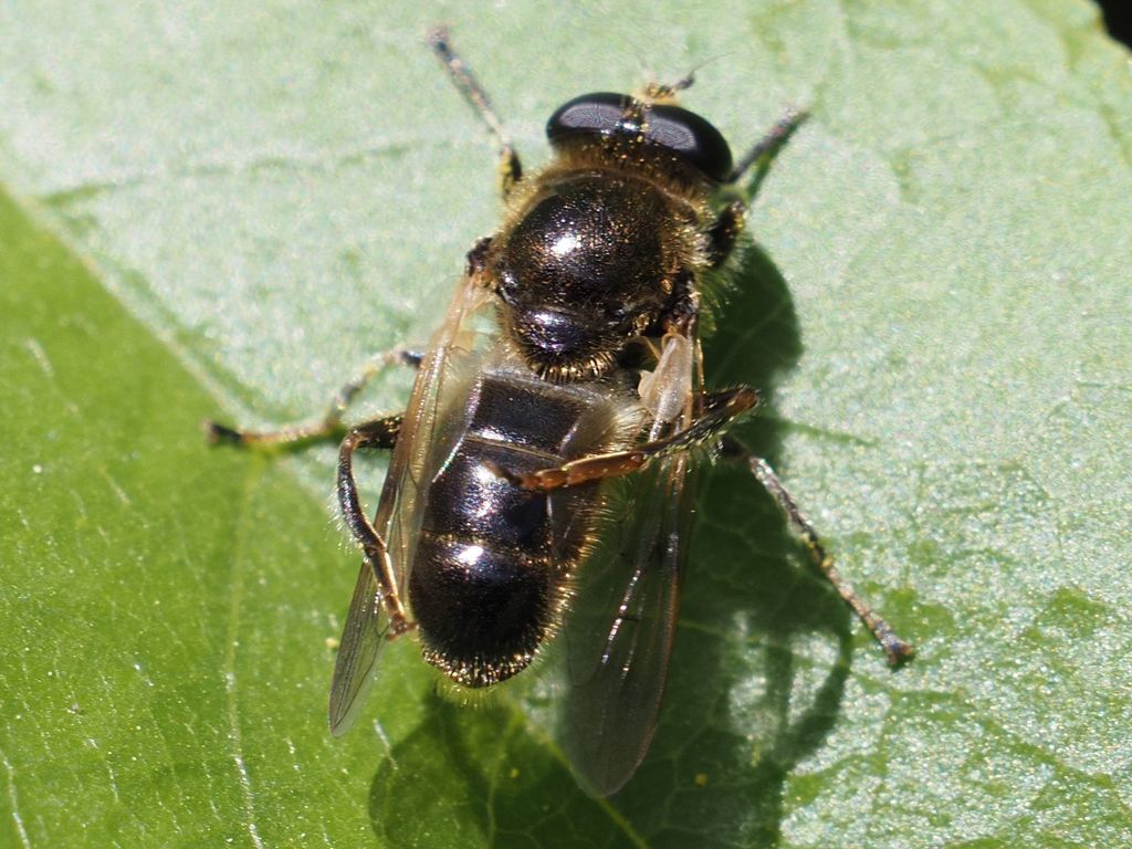 Myolepta obscura