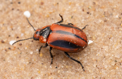 Red turnip beetle photo 2